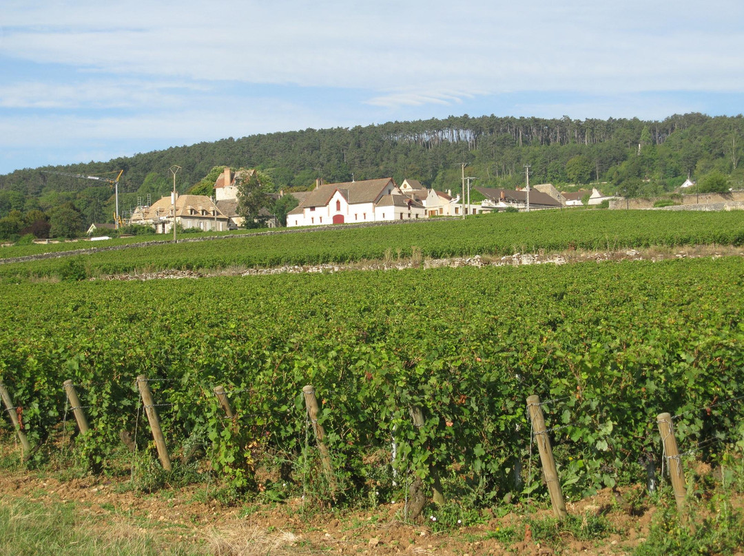 La Voie des Vignes景点图片