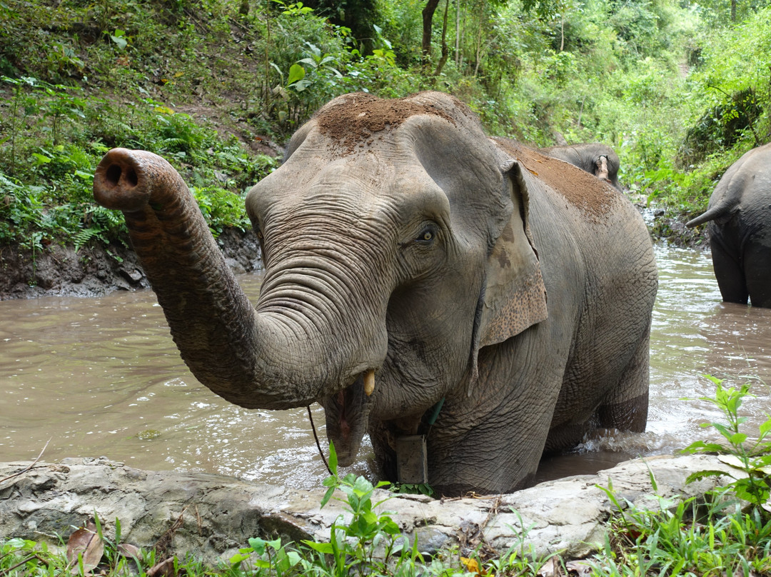 Mekong Elephant Park景点图片