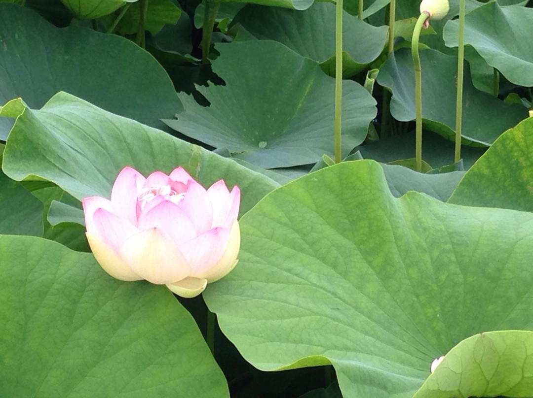 Karako Marsh Park Lotus Pond景点图片