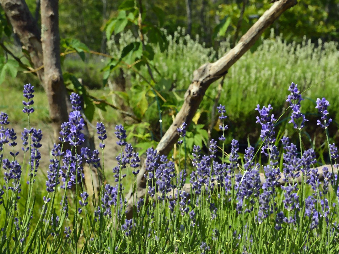 Cape Cod Lavender Farm景点图片