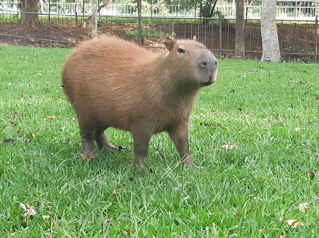 Jardim Zoológico De Brasília-巴西利亚必去景点