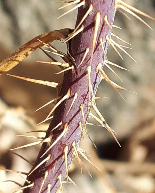 McBeth House-温尼伯必去景点
