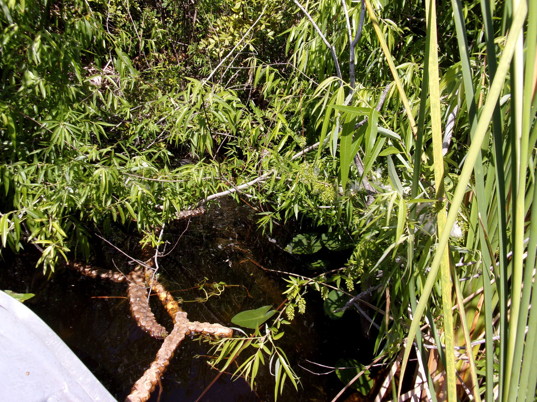 Gator Hunt Airboat Rides景点图片