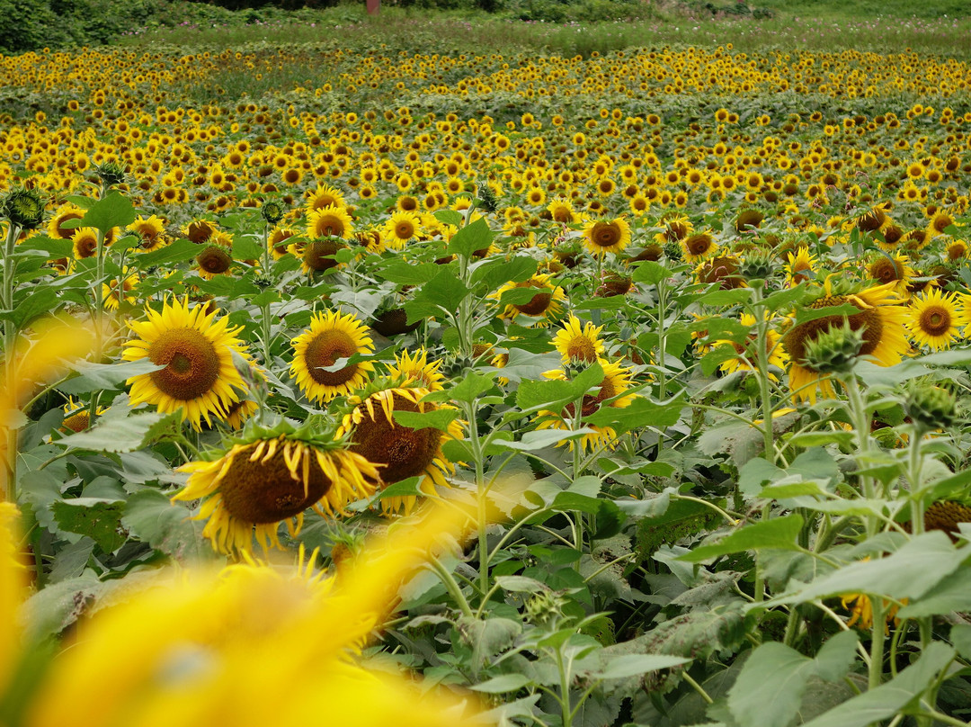 San no Kura Kogen Hanabatake-喜多方市必去景点