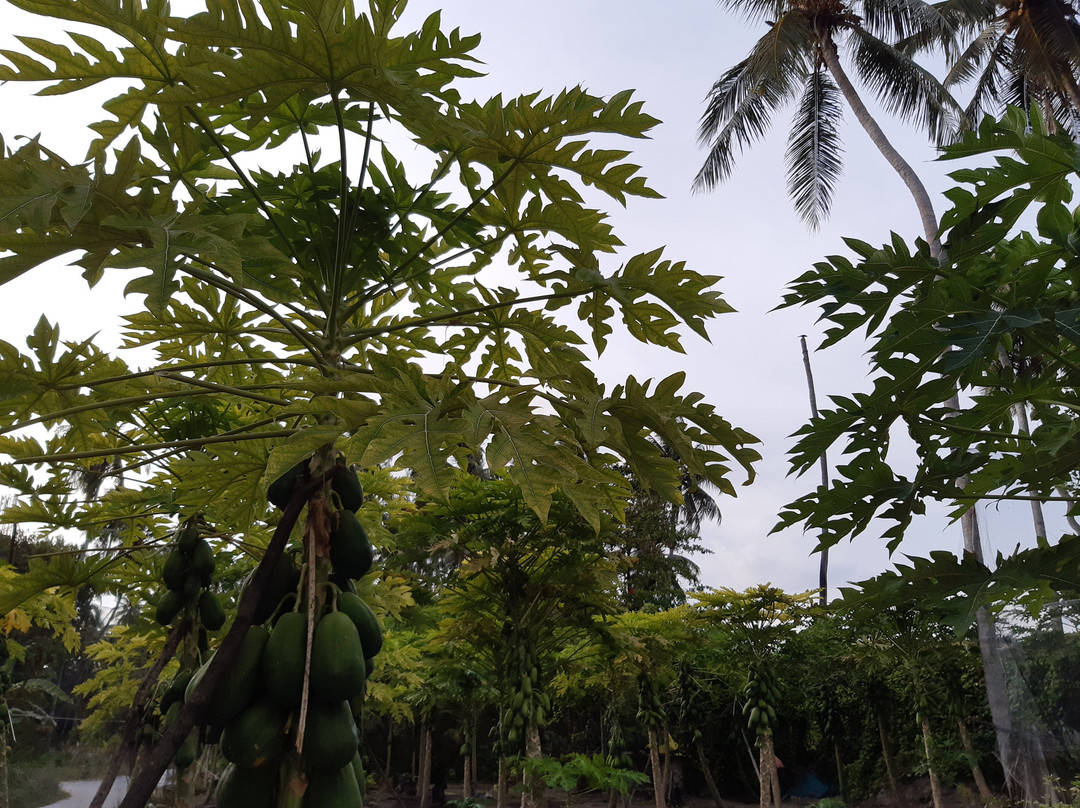 Fushi Beach Guesthouse主图