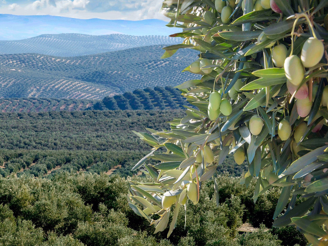 Oleoturismo en Jaén con Picualia景点图片