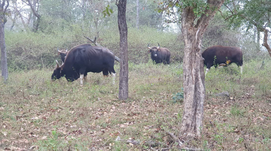 Bandipur National Park and Tiger Reserve景点图片