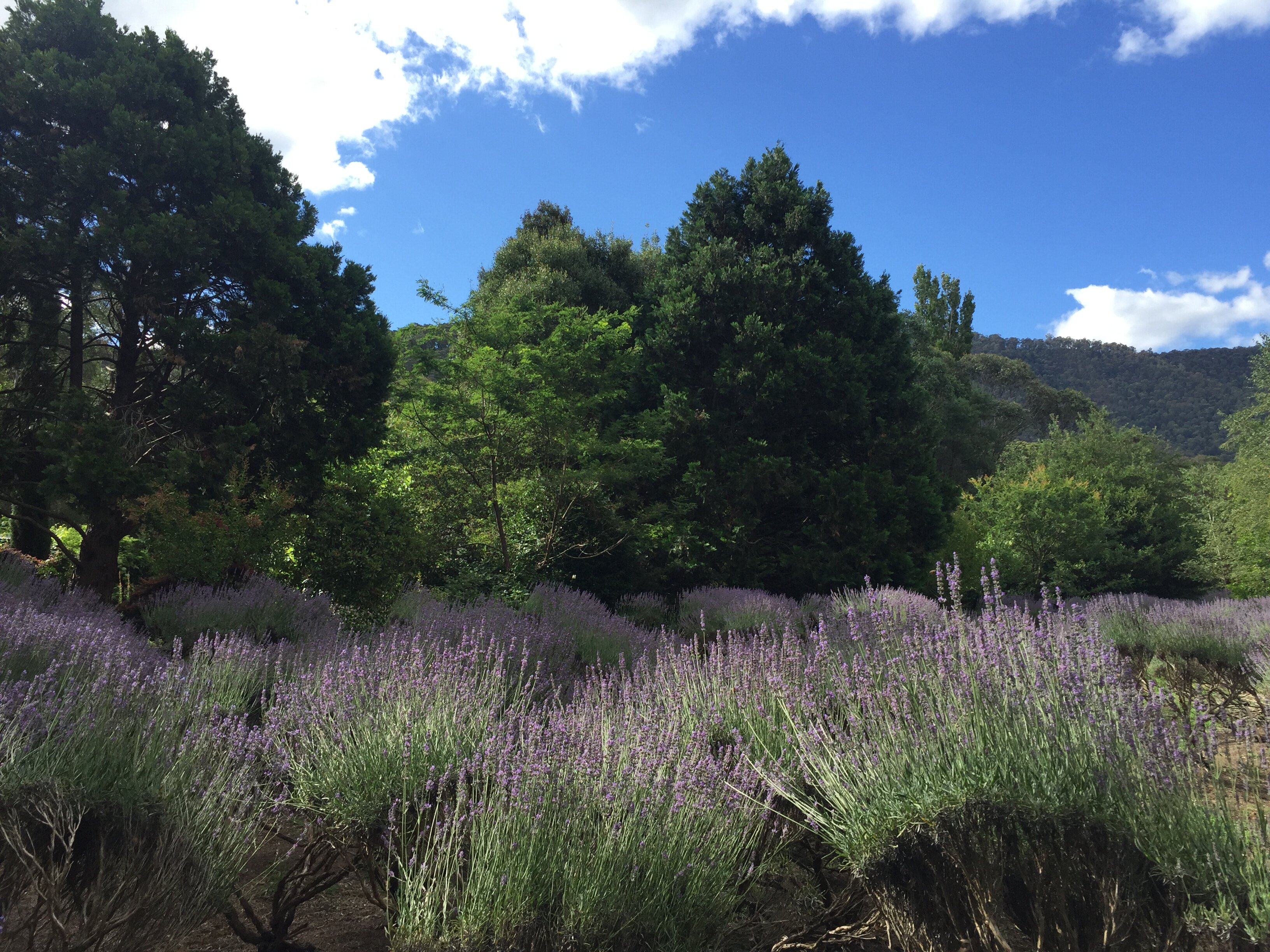 Lavender Hue Farm Tea Rooms, Cafe & B&B-酒店景观