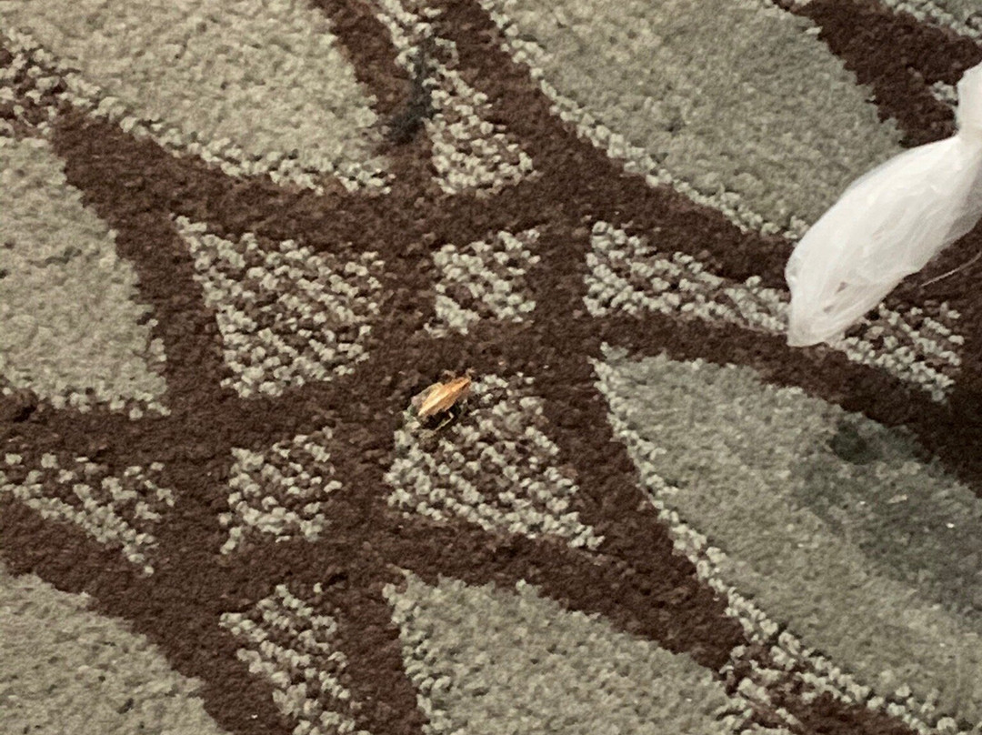 肯尼迪机场昆斯区附近霍华德约翰逊酒店主图