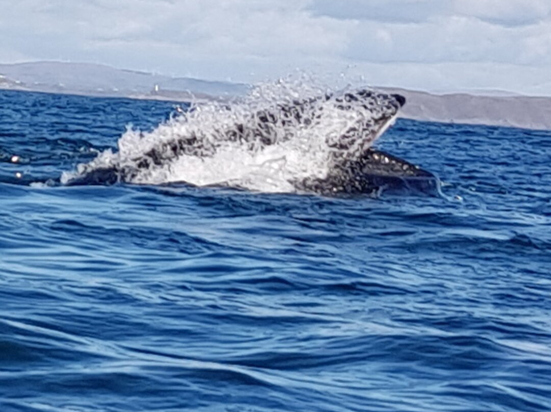 Baltimore Sea Safari景点图片