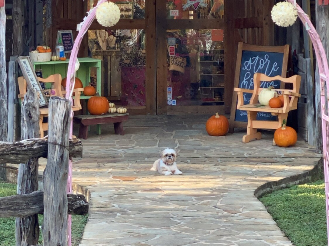 Bless your heart-圣安东尼奥市必去景点