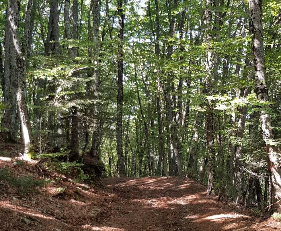 Gambarie d'Aspromonte - Day Tours-Santo Stefano in Aspromonte必去景点