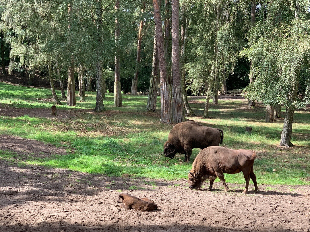 Wisentreservat Damerower Werder景点图片