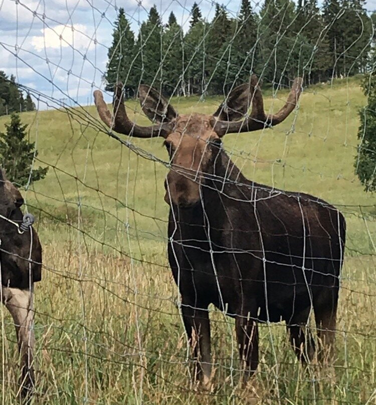 Moose Garden景点图片