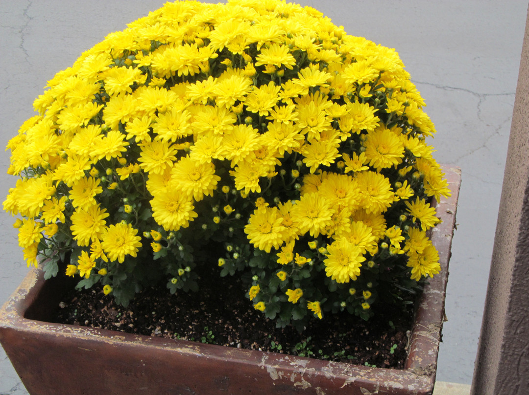 Best Western Plus University Inn主图