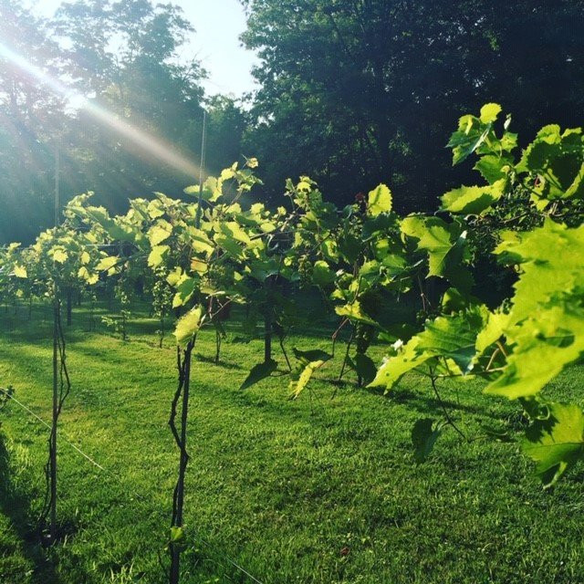 The Blind Squirrel Winery-Chagrin Falls必去景点