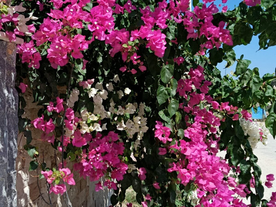 Village Farm Boutique Hotel主图