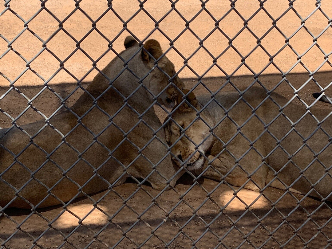 Lion Habitat Ranch-亨德森必去景点