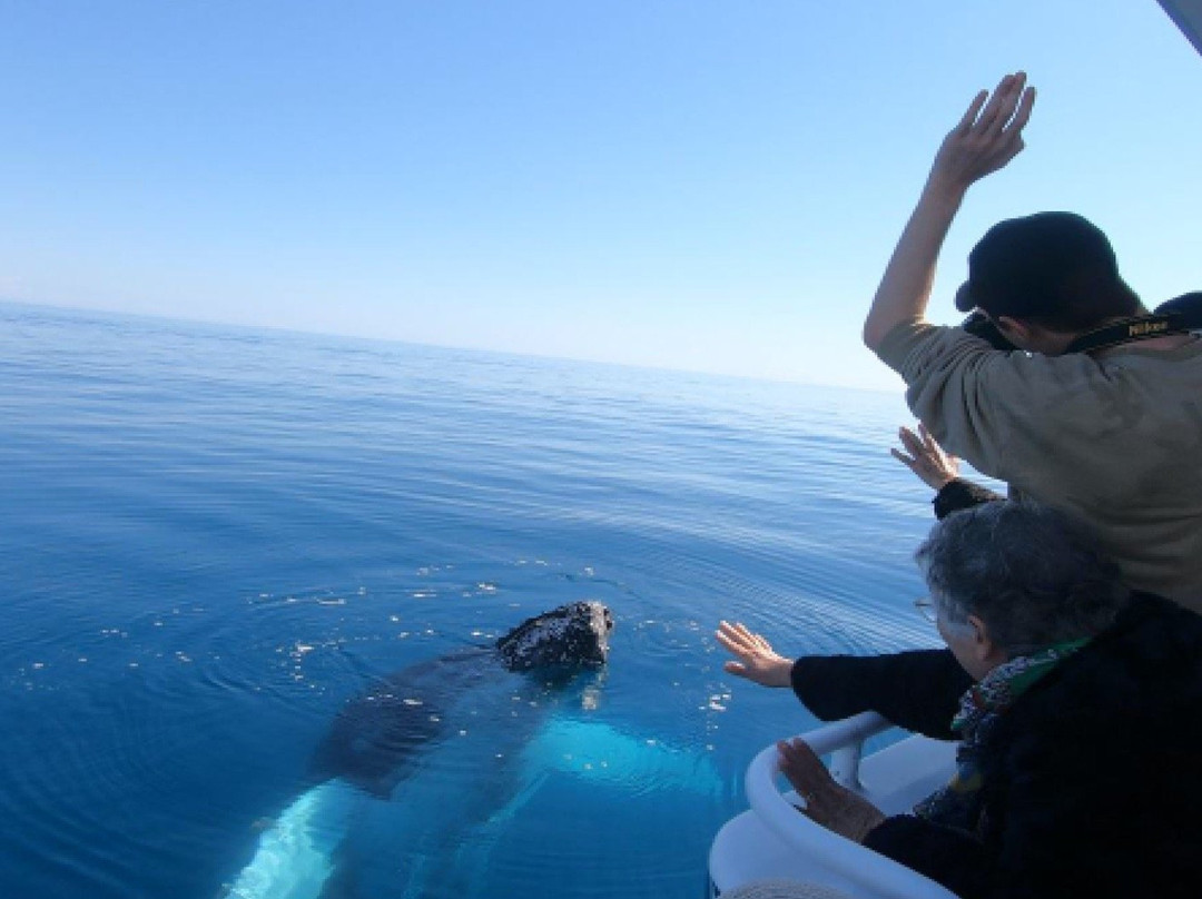 WhaleWatcher.com.au景点图片