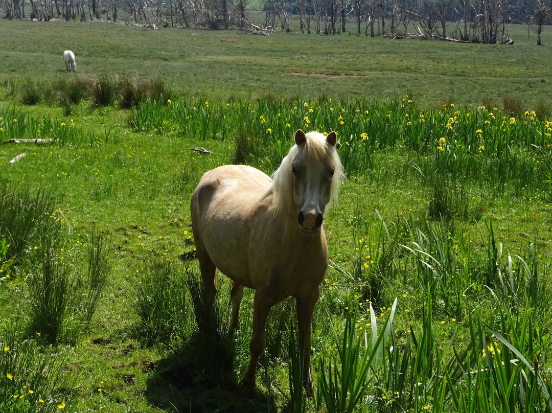 Tallizmand Guest House主图