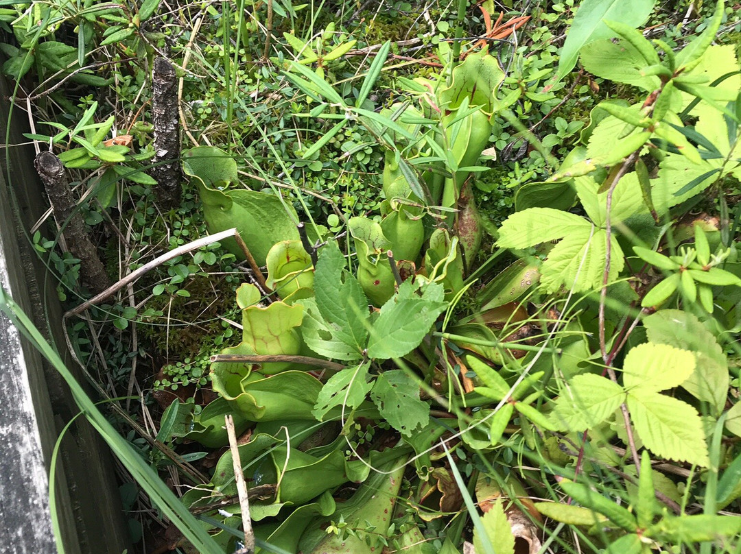 Lake Bemidji State Park-伯米吉必去景点