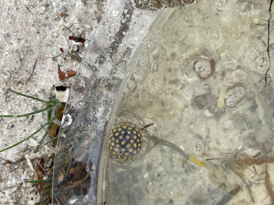 Sanibel Sea School Day Program景点图片