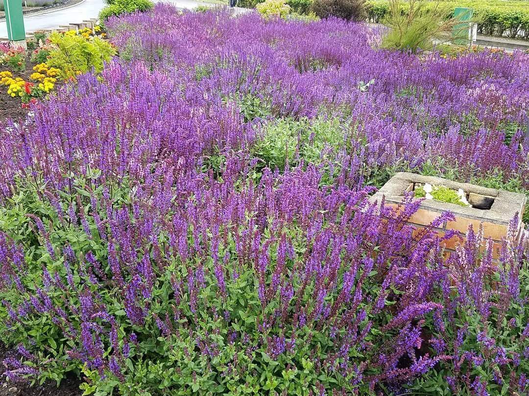 鄂霍次克流冰公园-纹别市必去景点