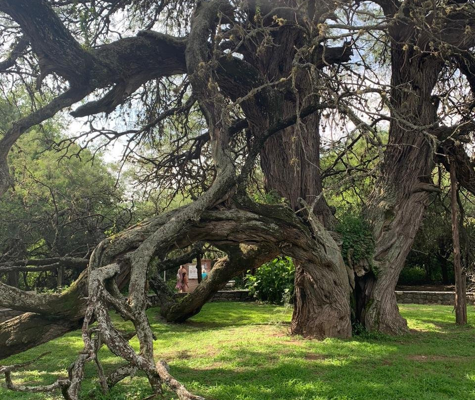Algarrobo de los Aguero (Algarrobo Abuelo)-梅洛必去景点