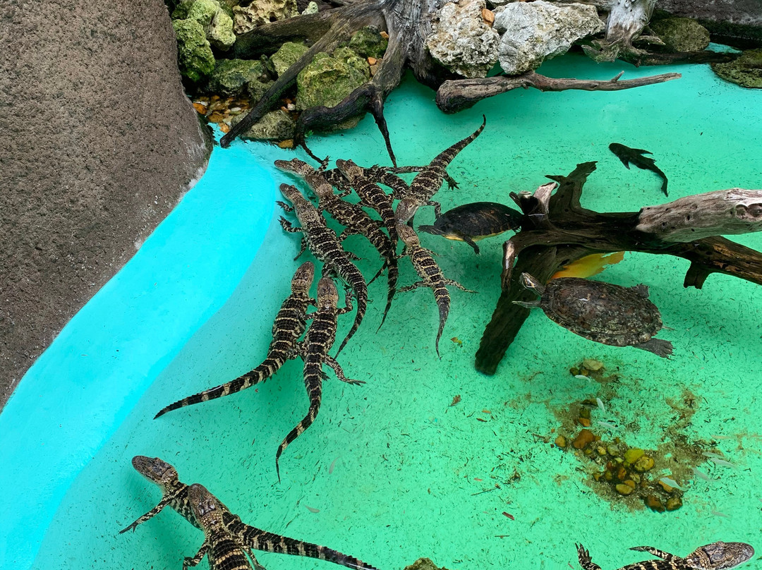 Florida Keys Aquarium Encounters-马拉松必去景点