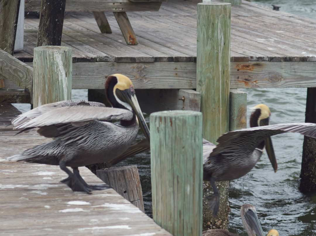 Bokeelia Fishing Pier-Bokeelia必去景点