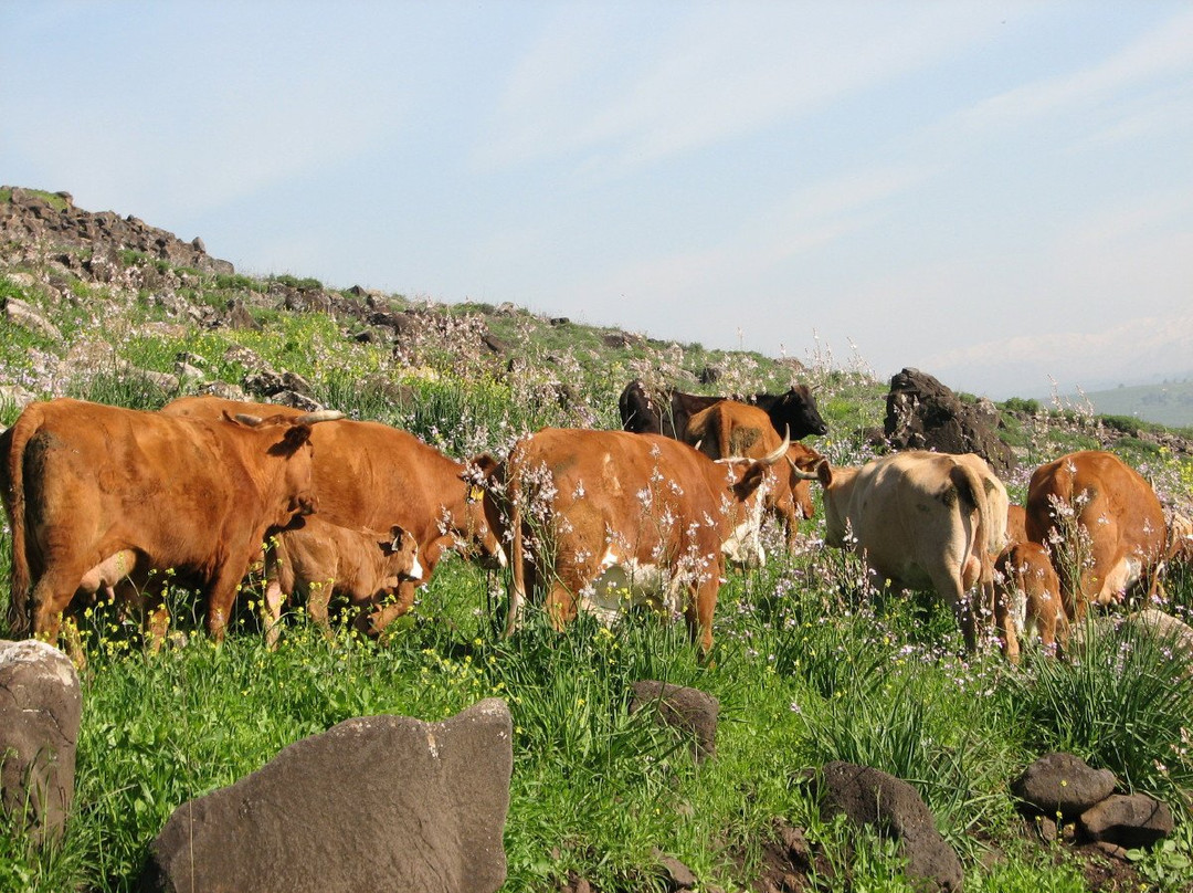 Gamla Farm-Ma'ale Gamla必去景点