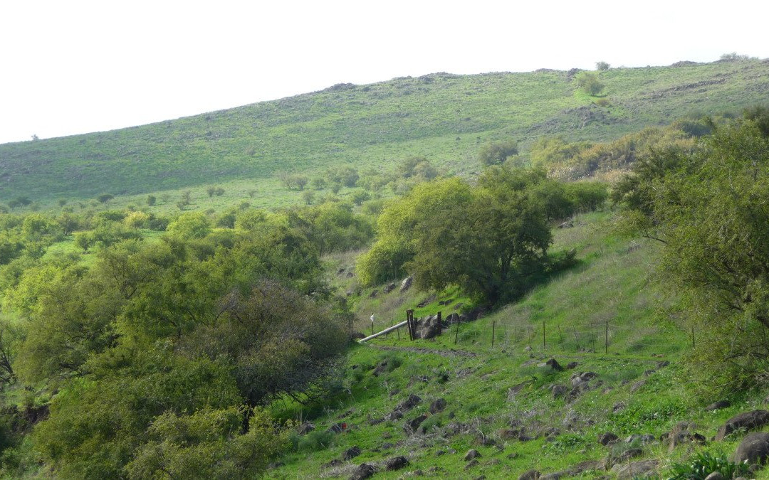 Yehudiya Forest Nature Reserve-Katzrin必去景点