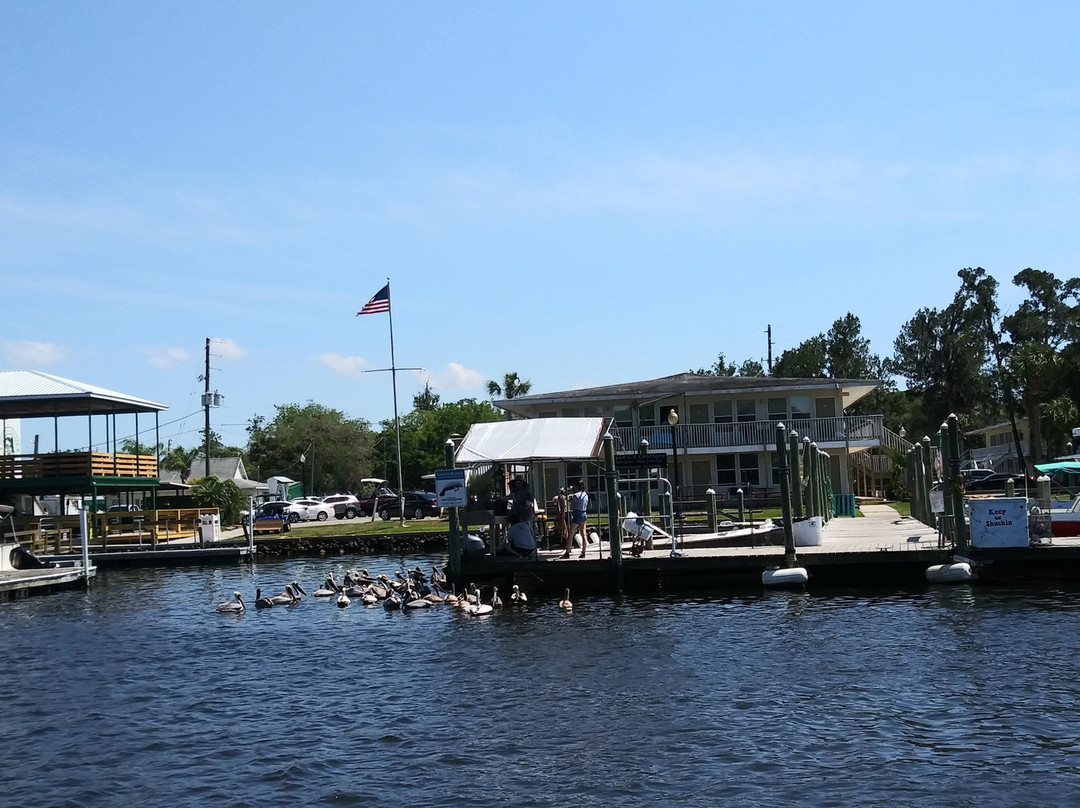 Majestic Manatee Tours - Day Tours-克里斯特尔里弗必去景点