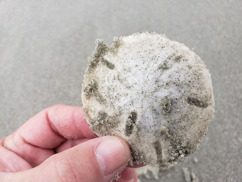 Glass Bottom Kayak Tours-美特尔海滩必去景点