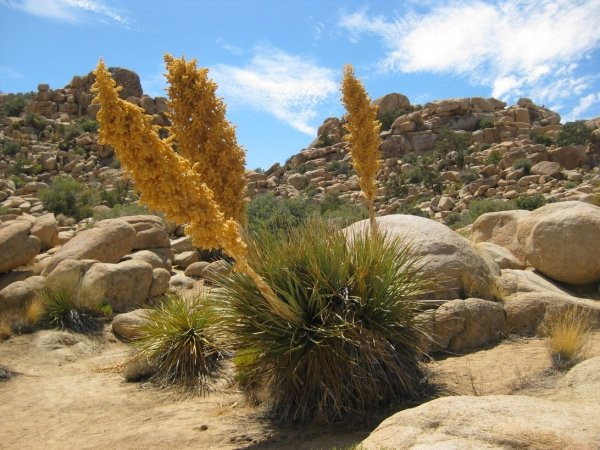 Lost Horse Valley-约书亚树国家公园必去景点