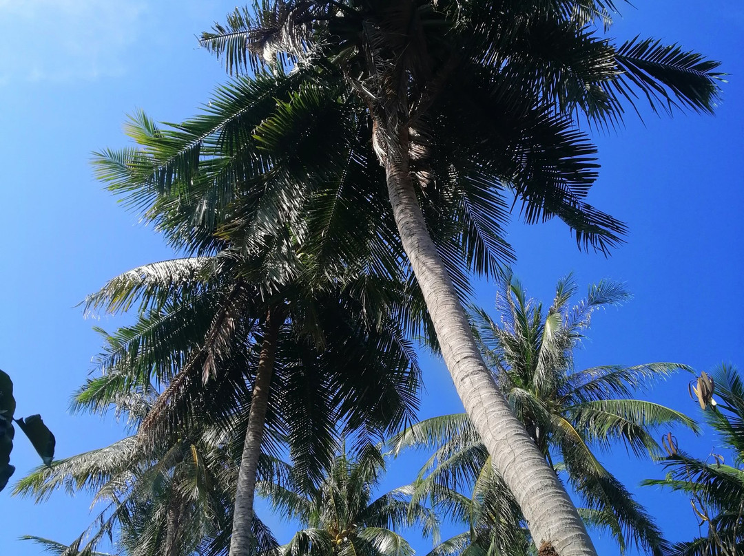 Yao Island Resort and Farm主图