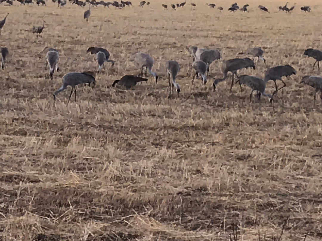Monte Vista National Wildlife Refuge-Monte Vista必去景点