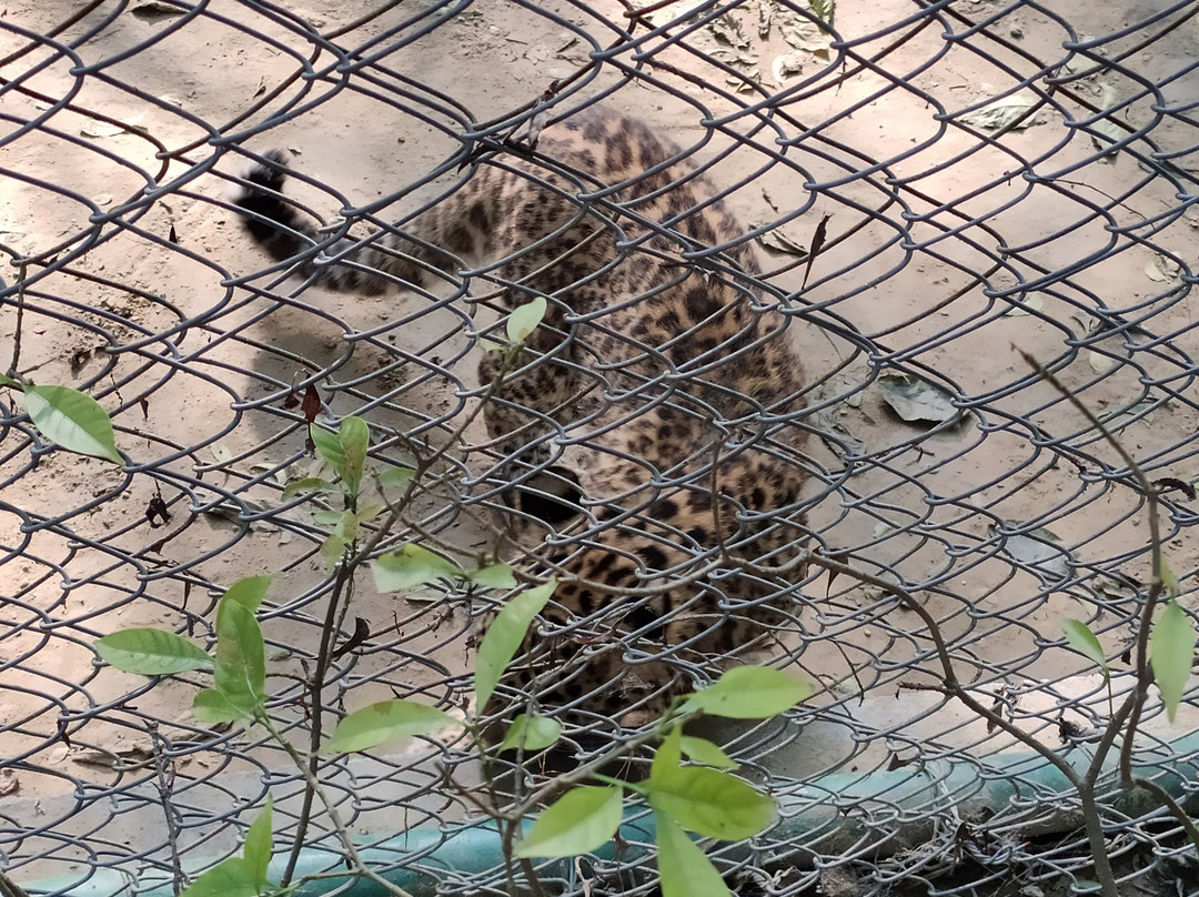 Kanpur Zoological Park景点图片