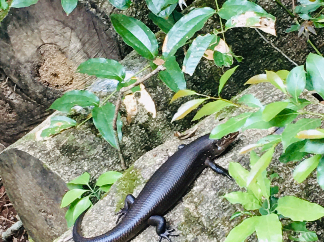 Lamington National Park景点图片
