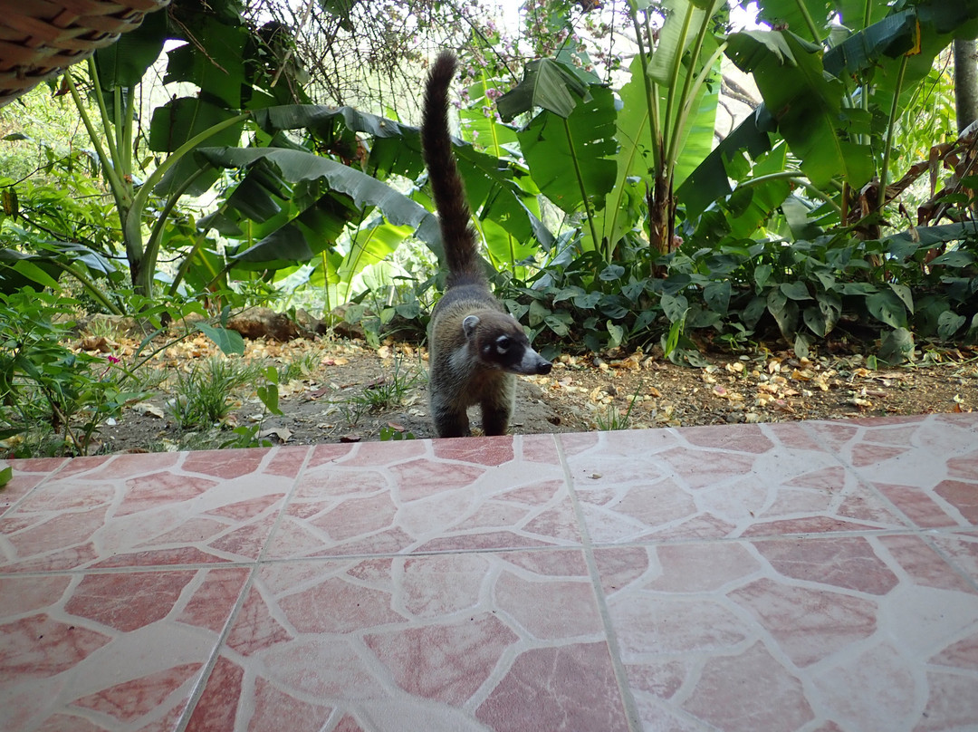 Villa Mango B&B主图