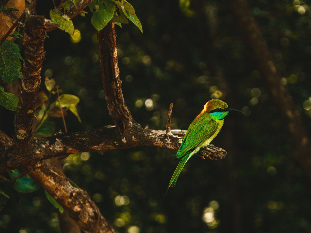 Yala Osha Safari-蒂瑟默哈拉默必去景点