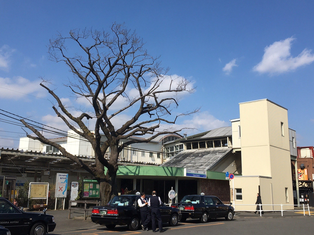 Noborikame no Sakura景点图片