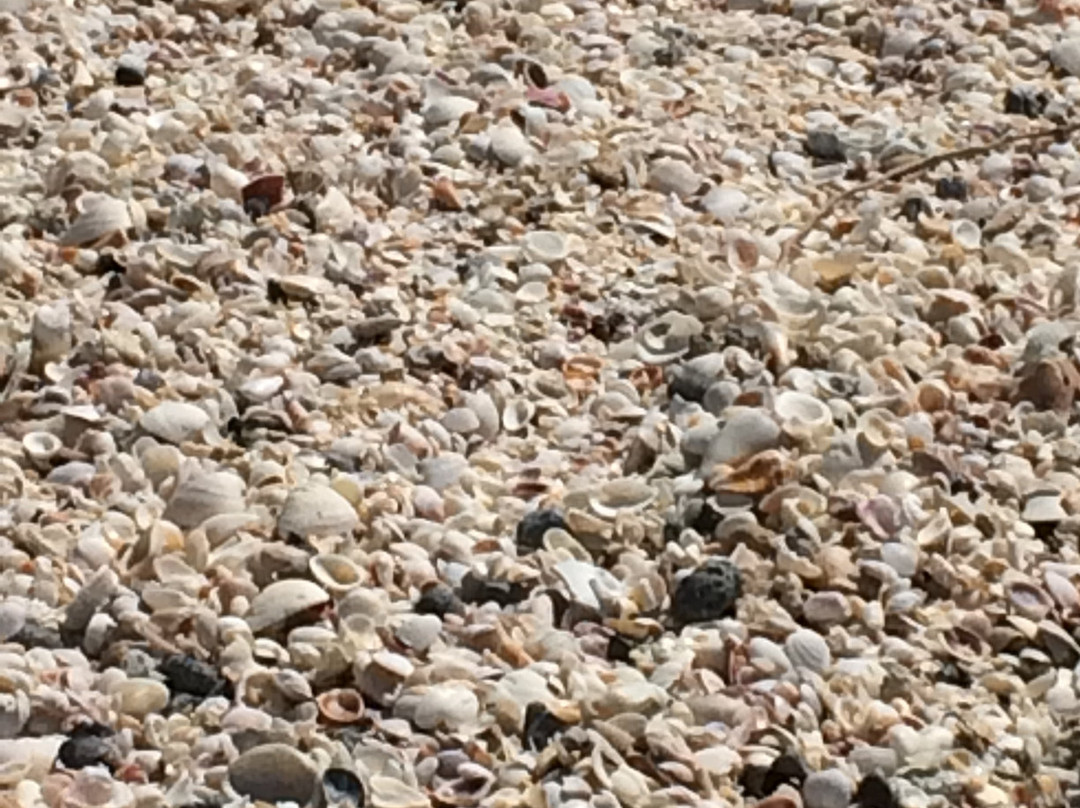 Don Pedro Island State Park-Cape Haze必去景点