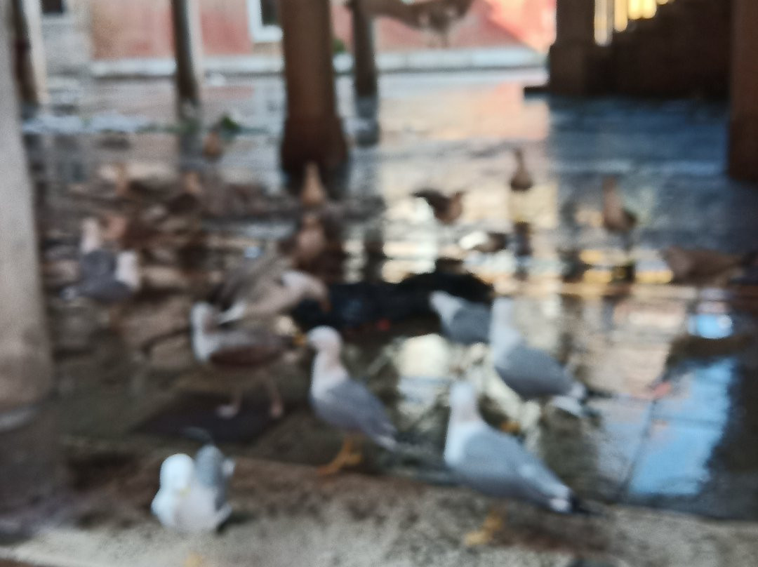 Campo della Pescaria-威尼斯必去景点