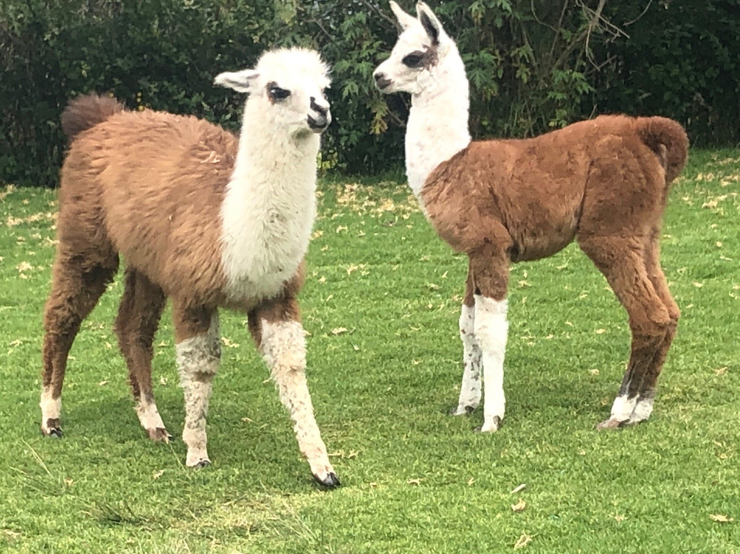 大都会公园-基多必去景点