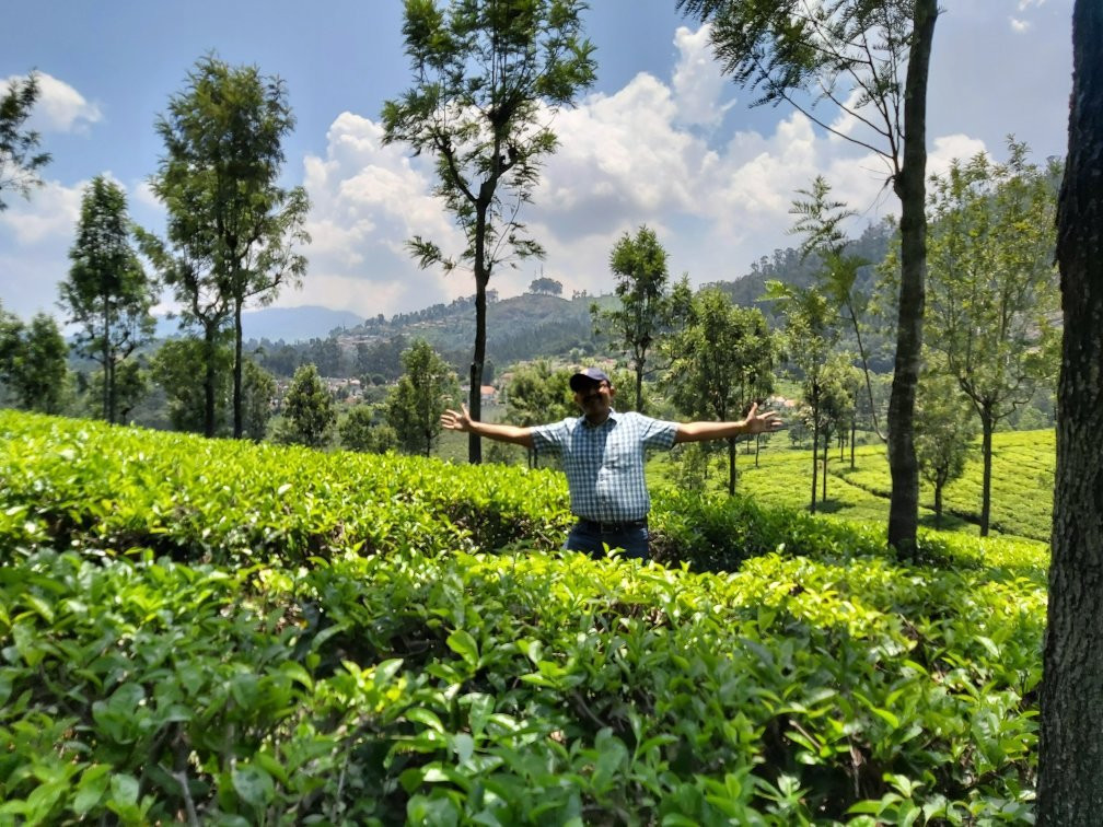 Highfield Tea Factory景点图片