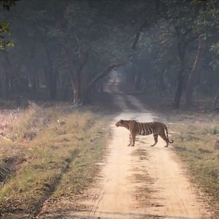 Kishanpur Sanctuary景点图片