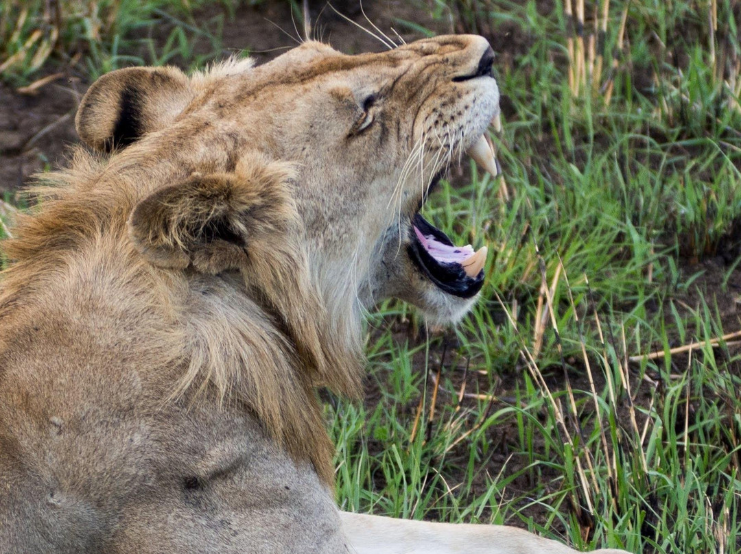 Kumekucha Africa Safaris Tours