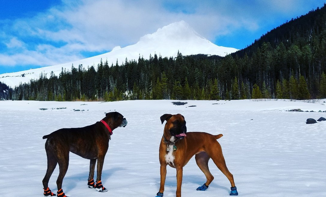 White River West Sno-Park-Government Camp必去景点