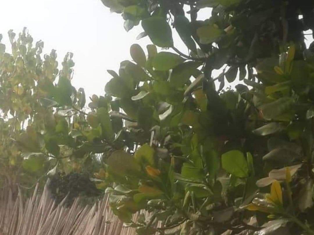 Big Tree Garden景点图片